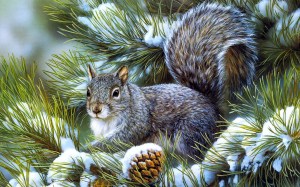 squirrel-pin-tree-winter-snow-nature-hd-wallpaper-desktop-free-animals-picture-squirrel-hd-wallpaper